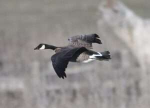A goose with a brown body and wings, black neck and head, and black tail. There is a white stripe that goes from the cheek under the chin, and a V shaped white patch above the tail.
