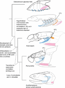 A series of line drawings of extinct fish from more primitive to more derived, with blue and pink gill arches showing how the one furthest back eventually morphed into part of the fish's shoulder assembly. For article on exaptation.