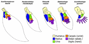 An image showing the forelimbs of five extinct creatures, each one more evolved than the next. Each drawing has a black outline, and then the bones are color-coded so you can see how each of the bones in the most primitive limb evolved into the structures in increasingly derived species. For article on exaptation.