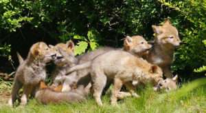 A group of seven small, fuzzy brown coyote pups play together in a sunny patch of grass for article on compassion for the coyote.
