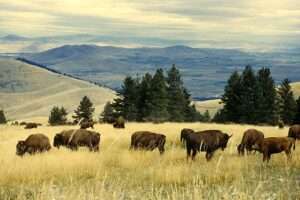 A wide grassy plain with conifers in the background and bison grazing, and mountains far off in the distance under an overcast sky.