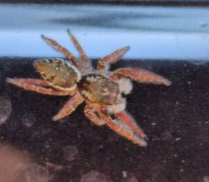 A photo of a red-brown fuzzy spider, seen from the top, as it sits on a shiny metal surface that shows the reflection of its leg undersides.
