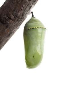 A small, green, shiny cylindrical object with a thin line of black and gold spots near the top hangs by a stem from a rough brown branch against a white background.