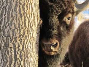 A dark brown bison with pale circles around the eye and rough, gray horns peers out from around the trunk of a tree with gray, deeply grooved bark. A snowy background can be seen behind the bison.
