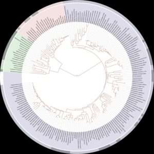 A circular graphic representing all living species on the planet, with different domains color-coded.